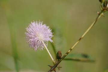 Beautiful Mimosa pudica in the garden.