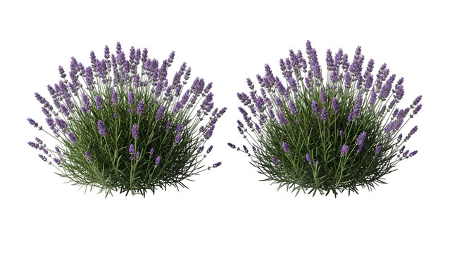 Two lavender plants isolated on transparent background