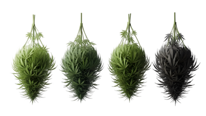 Four cattails isolated on transparent background with gradual darkening effect