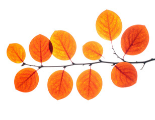 Fototapeta premium Branch with vibrant orange leaves, backlit against black