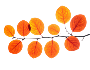 Branch with vibrant orange leaves, backlit against black