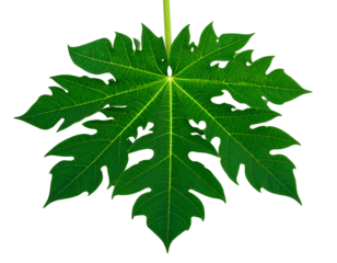 Large green lobed leaf with intricate vein patterns