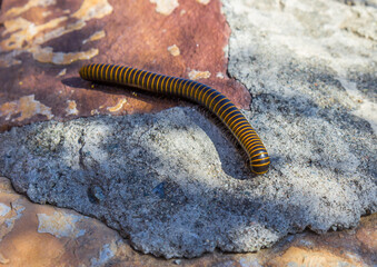 yellow-banded millipede (Anadenobolus monilicornis) on the chinese wall in Huangyaguan, China