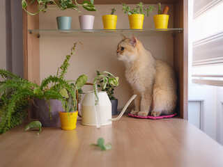 Beautiful short hair cat and house plant at home . Adorable domestic pet concept. Pet resting and hides in greenery