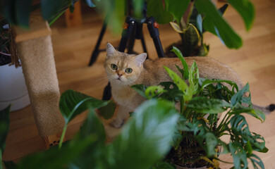 Beautiful short hair cat and house plant at home . Adorable domestic pet concept. Pet resting and hides in greenery