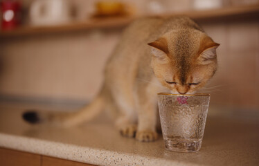 Beautiful short hair cat at home drink water from glass on kitchen table. Adorable domestic pet concept.