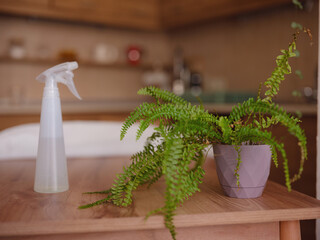 Young woman with beautiful houseplant in pot at home. Concept Taking care of my plants
