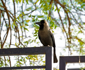 crow on a fence 