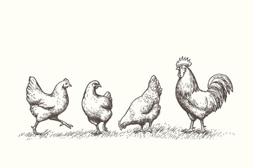 Collection of Chicken and Rooster Vector Illustrations: Set of Farm Poultry Birds in Hand-Drawn Engraving Style Clipart.