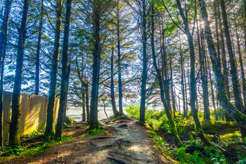 Sun shining through trees on path to beach in tofino, vancouver island
