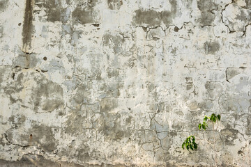 Green bush on the background of a gray wall