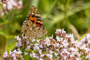 Distelfalter mit geschlossenen Flügeln
