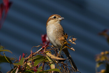 木の上に居座るモズの雌