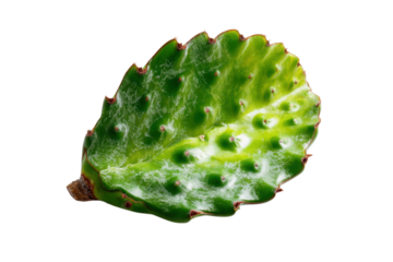 Single green cactus pad displayed for botanical or desert concept on transparent background
