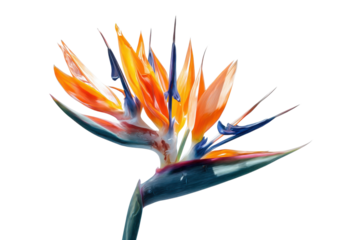 Tropical bird of paradise blossom displayed in vibrant colors on transparent background