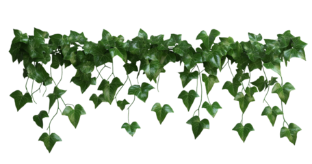 A long garland of lush green ivy vines with pointed leaves cascading downwards isolated on a transparent background