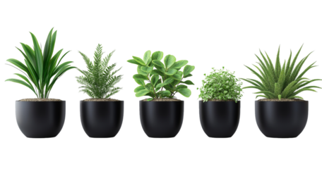 Five different potted houseplants in black ceramic pots arranged in a row isolated on a transparent background