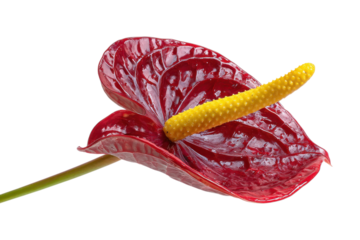 Anthurium flower with glossy red spathe and yellow spadix on transparent background