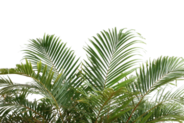 Tropical palm leaves displayed for botanical concept on transparent background