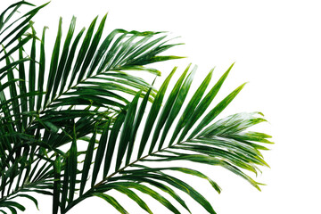 Green areca palm foliage positioned for decorative photography on transparent background