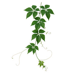 Green virginia creeper vine with tendrils isolated on transparent background