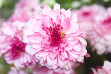 close up of pink chrysanthemum flowers. floral background.
