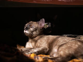 Fototapete bei efototapeten.de bestellen   