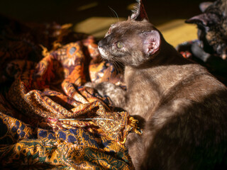 Fototapete bei efototapeten.de bestellen   