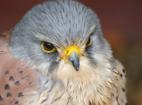 Kestrels are a familiar sight, with their pointed wings and long tail, hovering beside a roadside verge. Numbers of Kestrels have declined since the 1970s