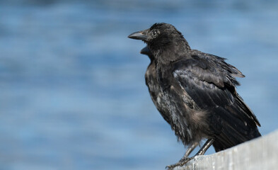Fototapeta premium A crow is a bird of the genus Corvus, or more broadly, a synonym for all of Corvus. 