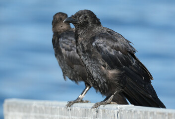 A crow is a bird of the genus Corvus, or more broadly, a synonym for all of Corvus. 