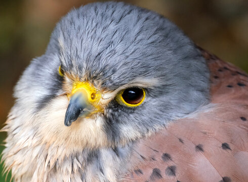 Kestrels are a familiar sight, with their pointed wings and long tail, hovering beside a roadside verge. Numbers of Kestrels have declined since the 1970s