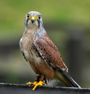 Kestrels are a familiar sight, with their pointed wings and long tail, hovering beside a roadside verge. Numbers of Kestrels have declined since the 1970s
