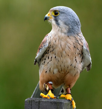 Kestrels are a familiar sight, with their pointed wings and long tail, hovering beside a roadside verge. Numbers of Kestrels have declined since the 1970s