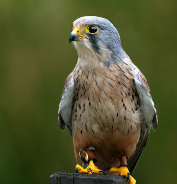 Kestrels are a familiar sight, with their pointed wings and long tail, hovering beside a roadside verge. Numbers of Kestrels have declined since the 1970s