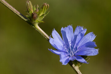 Bl&uuml;te der Wegwarte