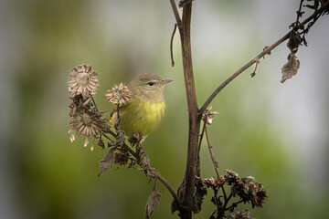 An orange-crowned warbler perched on a weed in the San Joaquin Valley of California.