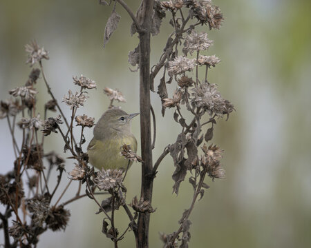 An orange-crowned warbler perched on a weed in the San Joaquin Valley of California.