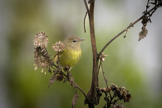 An orange-crowned warbler perched on a weed in the San Joaquin Valley of California.
