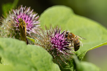 Biene auf einer lila Bl&uuml;te