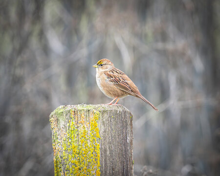 A golden crowned sparrow perched on a fencepost in the San Joaquin Valley of California,