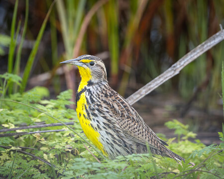 A western meadowlark foraging on the ground near El Nido, California.
