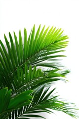 Obraz premium Vibrant green palm leaves against a bright white background