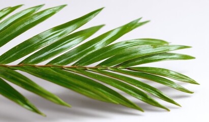 Fototapeta premium Close-up of vibrant green fern leaf on white background