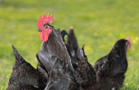 Black chicken rooster standing overwatch as his hens eat