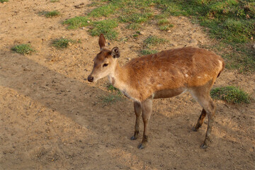 Female rusa deer standing calmly in a natural habitat, showcasing a graceful posture, brown fur texture, and wildlife beauty in a serene outdoor environment.