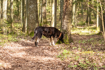 Dog exploring a sunlit forest trail, sniffing tree trunk in spring woodland. Domestic animal in natural environment, outdoor adventure, pet lifestyle, peaceful nature scene.