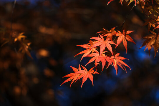  Autumn Red Maple Leaves