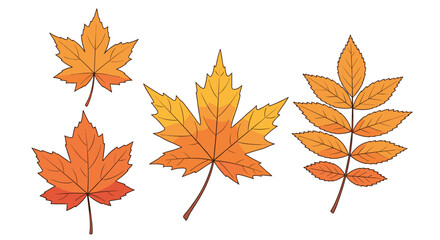 Obraz premium Set of colorful autumn maple and rowan leaves with detailed veins in warm orange and yellow tones isolated on a white background.