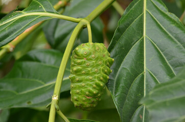 Unripe Noni fruit, Morinda citrifolia among the leaves
